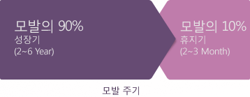 모발주기는 모발의 90% 성장기(2~6 Year), 모발의 10% 휴지기(2~3 Month)