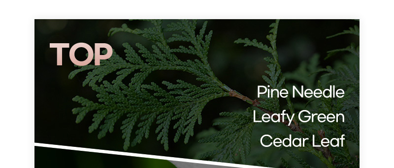 TOP : Pine Needle, Leafy Green, Cedar Leaf