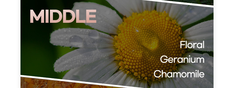 MIDDLE : Floral, Geranium, Chamomile