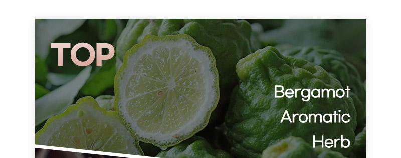 TOP - Bergamot, Aromatic, Herb