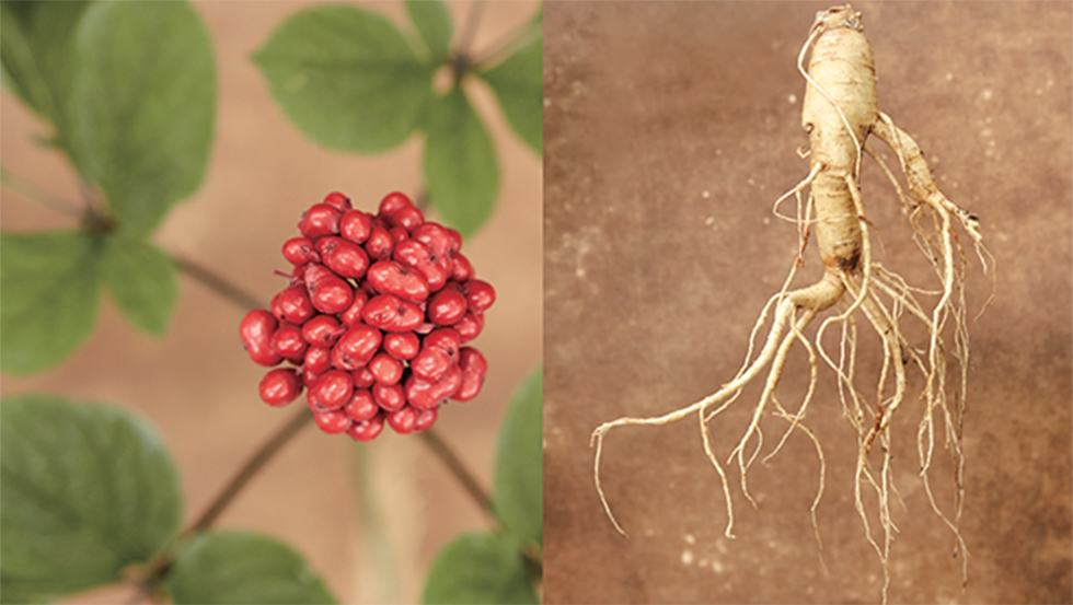 The flowers of Korean ginseng are in full bloom on the left, and the body and roots of Korean ginseng are illustrated on the right
